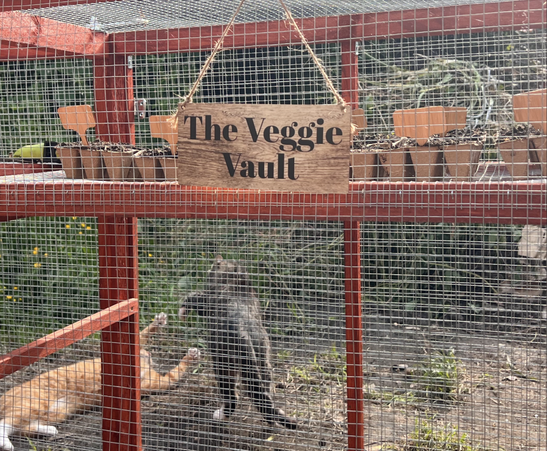 Veggie Vault